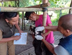 Pemkot Mojokerto Mulai Monitoring Hewan Kurban Yang Ada di Lapak-Lapak