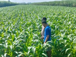 Bhabinkamtibmas Polres Jombang Pantau Perkembangan Tanaman Jagung Warga Demi Dukung Ketahanan Pangan
