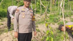 Optimalkan Lahan Kosong, Kapolsek Kudu Pantau Pertumbuhan Budidaya Uwi Ungu