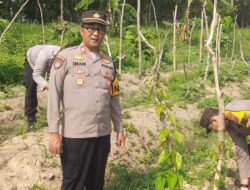 Optimalkan Lahan Kosong, Kapolsek Kudu Pantau Pertumbuhan Budidaya Uwi Ungu