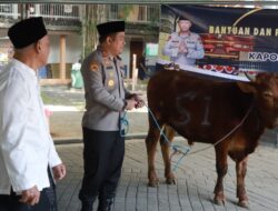 Hewan Kurban Sapi dari Kapolda Jatim Diserahkan Kapolres Jombang ke Dua Ponpes di Jombang