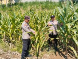 Polisi Mitra Petani, Bhabinkamtibmas Polsek Wonosalam Cek Pertumbuhan Tanaman Jagung