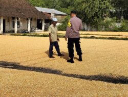 Bhabinkamtibmas Desa Ngampungan Bantu Penjemuran Jagung, Dukung Ketahanan Pangan dan Kesejahteraan Petani