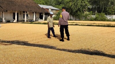 Bhabinkamtibmas Desa Ngampungan Bantu Penjemuran Jagung, Dukung Ketahanan Pangan dan Kesejahteraan Petani