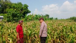 Polisi Pantau Tanaman Jagung, Wujud Dukungan Ketahanan Pangan Nasional