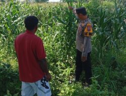 Polsek Kudu Dampingi Petani Jagung, Dukung Program Ketahanan Pangan Nasional