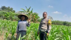 Bhabinkamtibmas Desa Mojotrisno Monitoring Tanaman Jagung untuk Dukung Ketahanan Pangan Nasional
