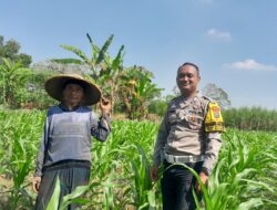 Bhabinkamtibmas Desa Mojotrisno Monitoring Tanaman Jagung untuk Dukung Ketahanan Pangan Nasional