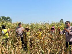 Dukung Ketahanan Pangan, Polres Kabupaten Mojokerto Panen Raya Jagung di Pacet