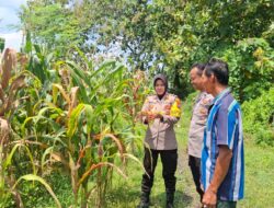Pengecekan Lahan Jagung oleh Kapolsek Tembelang dalam Mendukung Ketahanan Pangan