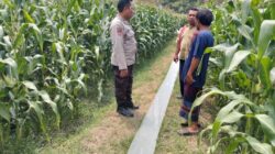 Wujud Dukungan Ketahanan Pangan Nasional, Polsek Peterongan Edukasi Petani Jagung