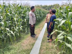 Wujud Dukungan Ketahanan Pangan Nasional, Polsek Peterongan Edukasi Petani Jagung