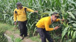 Polsek Jogoroto Pantau Pertumbuhan Jagung Warga, Dukung Program Ketahanan Pangan Nasional