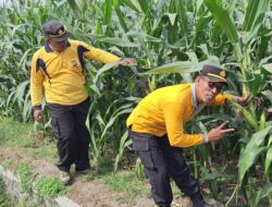 Polsek Jogoroto Pantau Pertumbuhan Jagung Warga, Dukung Program Ketahanan Pangan Nasional