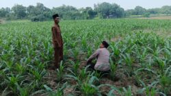 Polsek Ploso Intensif Dampingi Petani Dukung Program Asta Cita Swasembada Pangan