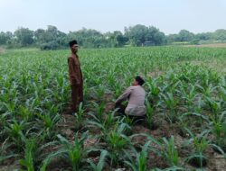 Polsek Ploso Intensif Dampingi Petani Dukung Program Asta Cita Swasembada Pangan