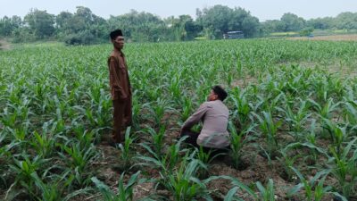 Polsek Ploso Intensif Dampingi Petani Dukung Program Asta Cita Swasembada Pangan