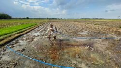 PT Energi Agro Nusantara Bantah Dugaan Pembuangan Limbah Tetes, Tegaskan Produk yang Didistribusikan Merupakan Pupuk Hayati Berizin