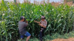 Polsek Tembelang Dampingi Petani Jagung, Dukung Program Ketahanan Pangan Nasional