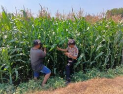 Polsek Tembelang Dampingi Petani Jagung, Dukung Program Ketahanan Pangan Nasional