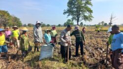 Polri dan Masyarakat Tanam Jagung, Langkah Nyata Dukung Swasembada Pangan