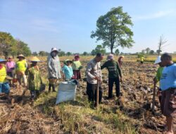 Polri dan Masyarakat Tanam Jagung, Langkah Nyata Dukung Swasembada Pangan