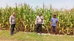 Personel Polsek Jombang Monitoring Perkembangan Tanaman Jagung di Desa Plosogeneng
