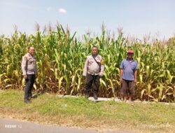 Personel Polsek Jombang Monitoring Perkembangan Tanaman Jagung di Desa Plosogeneng