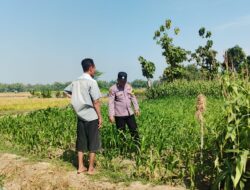 Polsek Perak Dukung Ketahanan Pangan dengan Pendampingan Petani Jagung