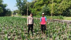Polsek Ngusikan Cek Tanaman Jagung untuk Dukung Ketahanan Pangan