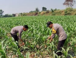Polsek Jogoroto Pantau Perkembangan Tanaman Jagung, Dukung Ketahanan Pangan Nasional