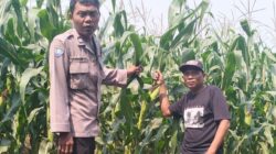 Dukung Ketahanan Pangan, Polsek Mojowarno melaksanakan Pengecekan Tanaman Jagung