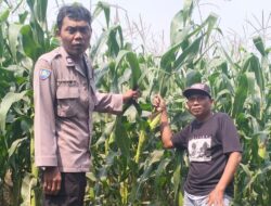 Dukung Ketahanan Pangan, Polsek Mojowarno melaksanakan Pengecekan Tanaman Jagung