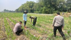 Polsek Diwek Tinjau Tanaman Jagung Dukung Program Nasional Asta Cita
