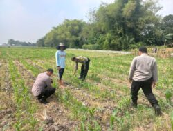 Polsek Diwek Tinjau Tanaman Jagung Dukung Program Nasional Asta Cita