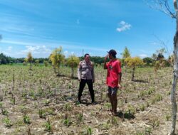 Bhabinkamtibmas Polsek Ngusikan Lakukan Peninjauan Tanaman Jagung Dalam Rangka Mendukung Ketahanan Pangan