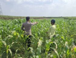 Personel Polsek Bareng Laksanakan Pemantauan Tanaman Jagung Kuartal II Tahun 2026 dalam Mendukung Program Ketahanan Pangan