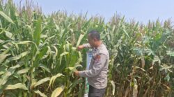 Bhabinkamtibmas Polsek Mojoagung Tinjau Lahan Jagung di Desa Betek