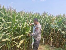 Bhabinkamtibmas Polsek Mojoagung Tinjau Lahan Jagung di Desa Betek