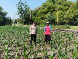 Polsek Ngusikan Dampingi Petani, Pastikan Pertumbuhan Tanaman Jagung Optimal