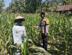 Peninjauan Lahan Tanaman Jagung dalam Rangka Ketahanan Pangan
