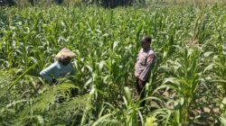 Polsek Plandaan Monitoring Tanaman Jagung, Dukung Ketahanan Pangan