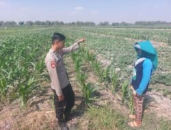 Pengecekan Lahan Tanaman Jagung dalam Rangka Mendukung Ketahanan Pangan