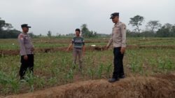 Polsek Bareng Laksanakan Pemantauan Tanaman Jagung Kuartal III Tahun 2026 Dukung Program Ketahanan Pangan