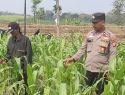 Personil Polsek Bareng Laksanakan Peninjauan Tanaman Jagung Dukung Program Ketahanan Pangan