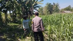 Bhabinkamtibmas Polsek Plandaan Dampingi Warga Dukung Ketahanan Pangan