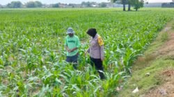 Bhabinkamtibmas Desa Mojongapit Dampingi Petani, Dukung Program Ketahanan Pangan