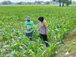 Bhabinkamtibmas Desa Mojongapit Dampingi Petani, Dukung Program Ketahanan Pangan