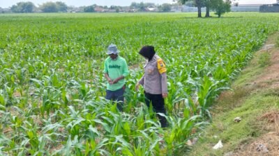 Bhabinkamtibmas Desa Mojongapit Dampingi Petani, Dukung Program Ketahanan Pangan