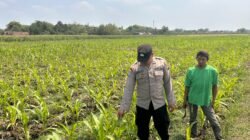 Bhabinkamtibmas Polsek Ngoro Dampingi Petani dalam Peninjauan Tanaman Jagung untuk Mendukung Ketahanan Pangan